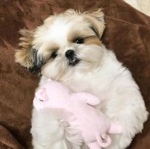 ☂️ ☂️ ☂️Eye-catching Ckc Shih Tzu Puppies For Re-Homing Image eClassifieds4U