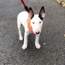 Akc registered Bull terrier puppies