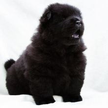 Cute Chow chow