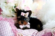 Gorgeous Male and Female Yorkie Puppies For Adoption