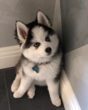 Pomsky Puppy