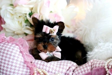 Excellent Yorkie Puppies Available for Adoption Image eClassifieds4u