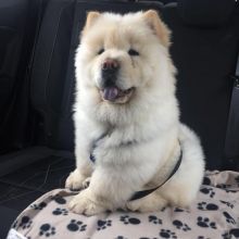 Chow chow puppies Image eClassifieds4u 1