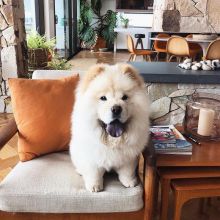 Chow chow puppies Image eClassifieds4u 3