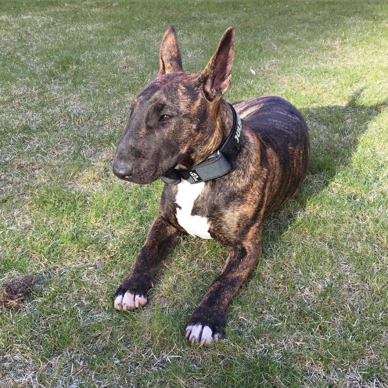 Male and female Bull Terrier puppies Image eClassifieds4u