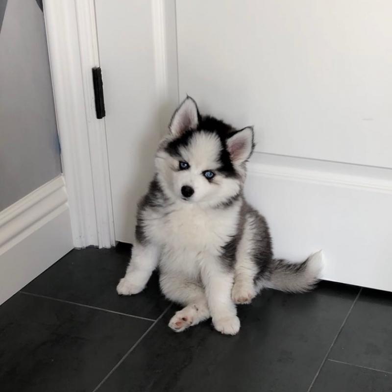 Pomsky Puppy Image eClassifieds4u