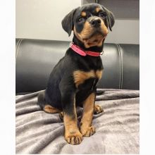 11 weeks old Rottweiler Puppies for Adoption. Text (205) 740-9695