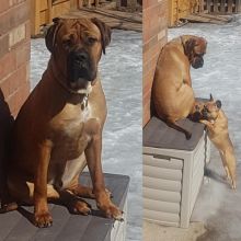 14 month old Bullmastiff