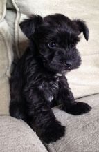 Adorable and awesome Giant Schnauzer puppies for adoption