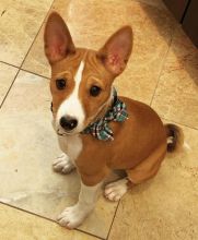 Afectionate Basenji Puppies