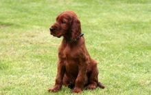 Amazing Irish Setter Puppies For Good Home. We are now