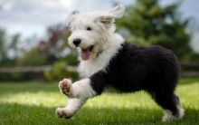 Amazing Old English Sheepdog puppies need good homes