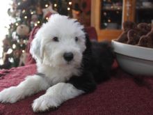 Amazing Old English Sheepdog puppies need good homes