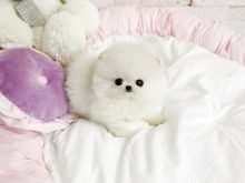 Amazing teacup pomeranian puppies