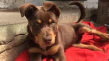 Blue eyed Kelpie puppies for adoption