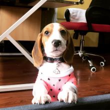 Charming Beagle Puppy for Adoption