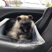 Cute Keeshond Puppies Available