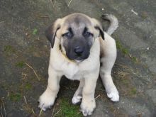 Cute Purebred Kangal babies