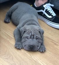 Cute Shar Pei Pups for Adoption