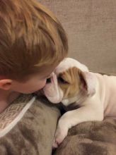 English bulldog Puppies Available