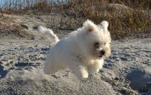 Excellent Coton de Tulear Puppies