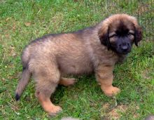 Extra Charming Male And Female Leonberger Puppies For adoption Now Ready To Go Home.