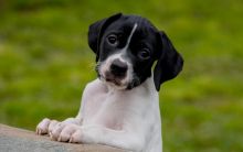 Gorgeous English Pointer Puppies