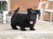 lovely Scottish Terrier puppies for adoption