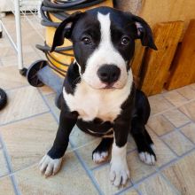 Loyal Staffordshire Bull Terrier Puppies. Text (205) 740-9695