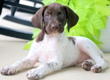 Male and Female German Shorthaired Pointer Puppies