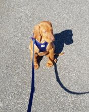 Nice and Healthy Vizsla Puppies Available