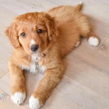 Nova Scotia Duck Tolling Retriever Puppies Available