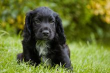 Pedigree English er Spaniel Puppies Ready