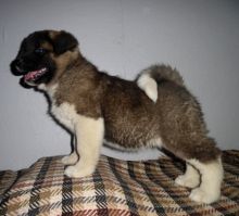 Purebred and Standard American Akita Puppies