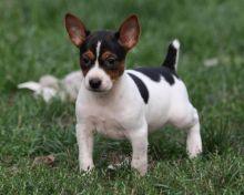 Rat Terrier Puppies For Re-homing