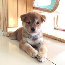 Shiba Inu Puppies for Adoption