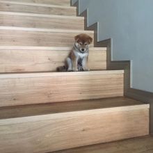Shiba Inu Puppies for Adoption. Text (205) 740-9695