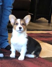 Well Trained Pembroke Welsh Corgi Puppies. Text at (205) 740-9695