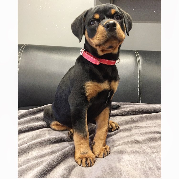 11 weeks old Rottweiler Puppies for Adoption. Text (205) 740-9695 Image eClassifieds4u