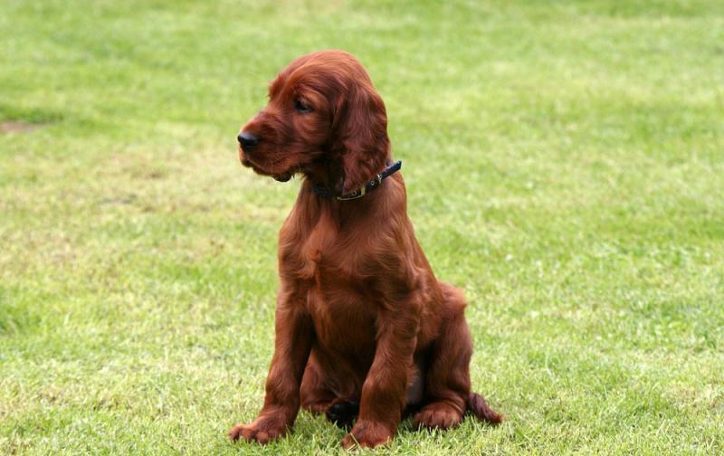 Amazing Irish Setter Puppies For Good Home. We are now Image eClassifieds4u