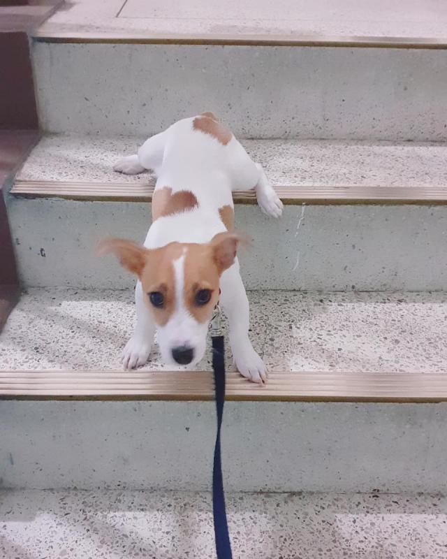 Beautiful Jack Russell Terrier Image eClassifieds4u