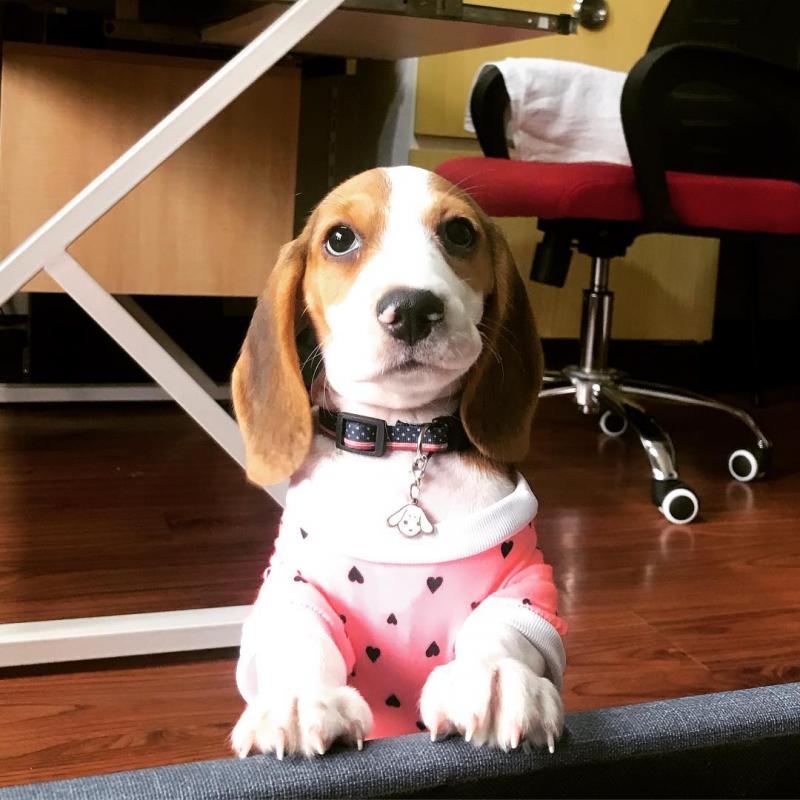 Charming Beagle Puppy for Adoption Image eClassifieds4u