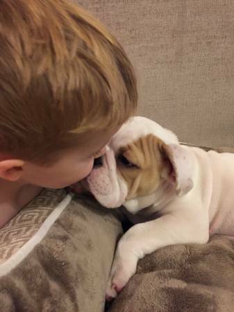 English Bulldog Puppy for Free Adoption Image eClassifieds4u