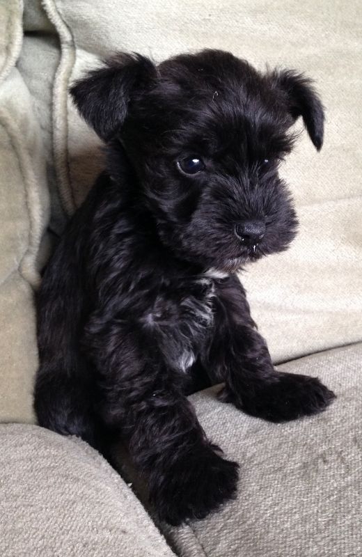 Giant Schnauzer puppies! Image eClassifieds4u