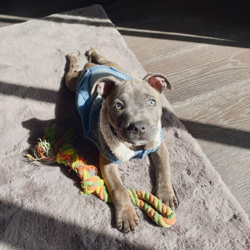 Gorgeous English Staffordshire Bull Terrier puppies available Image eClassifieds4u