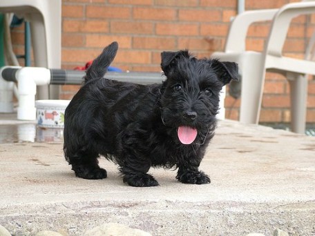 lovely Scottish Terrier puppies for adoption Image eClassifieds4u