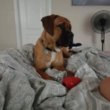 14 month old Bullmastiff Image eClassifieds4u 2