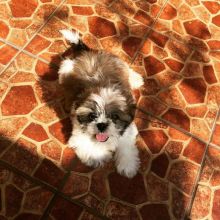 Beautiful Imperial Shih Tzu Puppies for Adoption Image eClassifieds4U