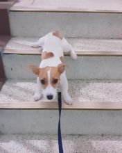 Beautiful Jack Russell Terrier text at (205) 740-9695 Image eClassifieds4u 1