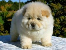 CKC quality Chow Chow Puppy for free adoption!!! Image eClassifieds4U